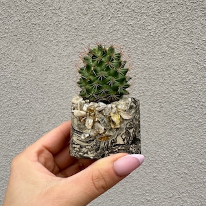 Op de afbeelding: Een kleine cactusplant in een zwart-wit gemarmerde pot met een rand van heldere en gele kristallen.