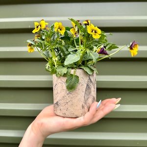 以下が含まれることがあります： 黄色の花と紫色の花が咲いた小さな鉢植えの植物。茶色と白の大理石模様のセラミック製の鉢に入っています。