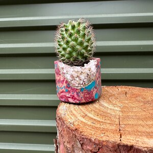 Op de afbeelding: Een kleine groene cactusplant in een roze en blauwe gespikkelde pot met witte vlekken. De pot staat op een bruine boomstronk.