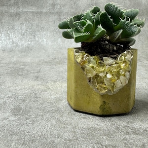 May include: A small green succulent plant in a yellow concrete planter with a decorative border of clear yellow stones.