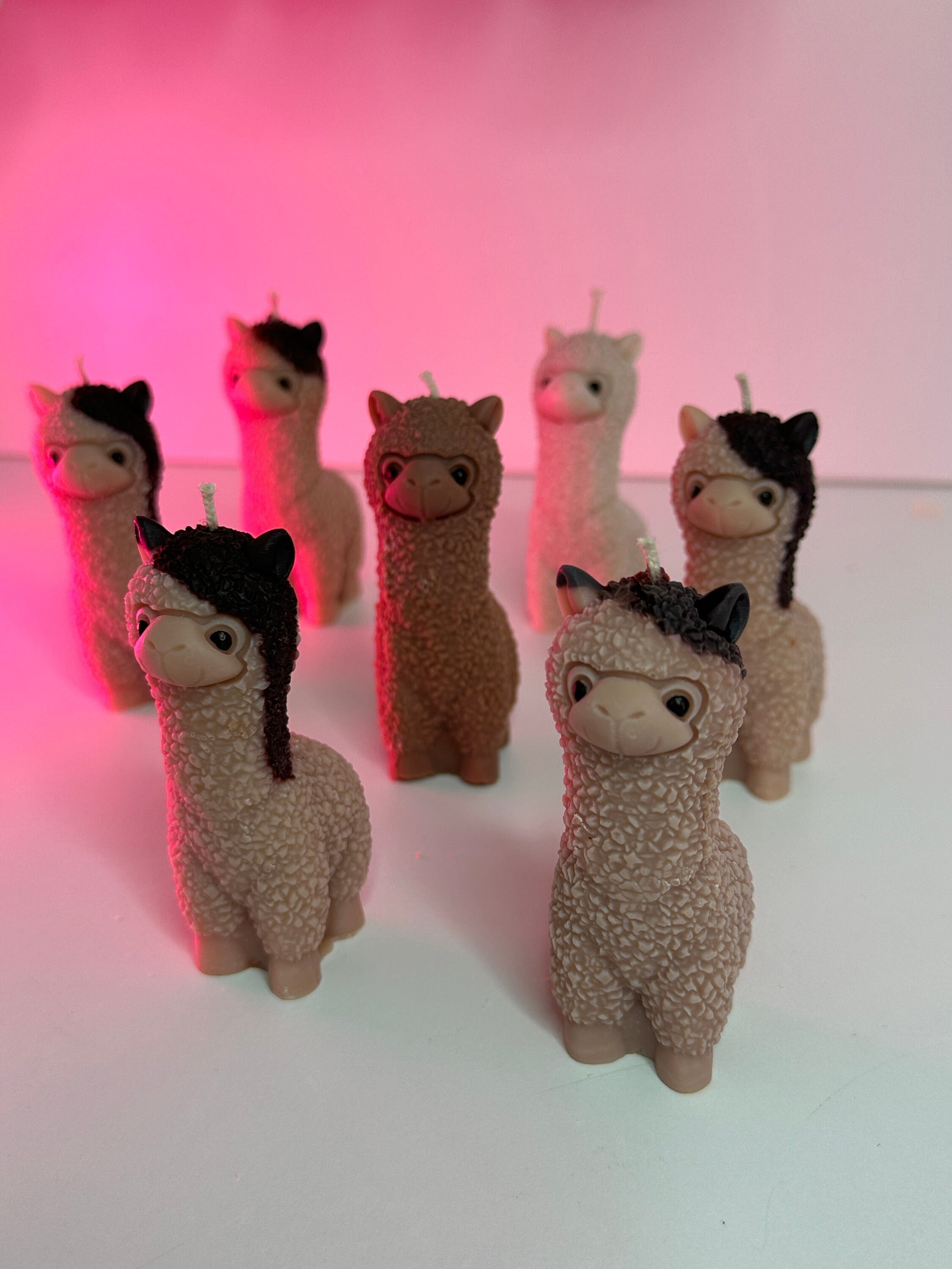 Baby Lama New Zealand