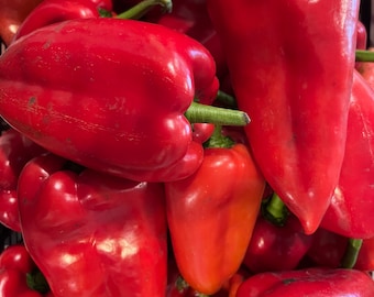 Organic Giant Marconi Pepper Seeds - Sweet - 50 seeds from Holland
