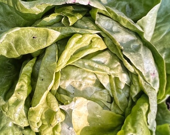 Organic Heirloom Butter Lettuce from Romania, 50 seeds