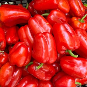 Organic Sweet Bell Pepper Seeds, 50 seeds, Not Comercial Seeds, Heirloom from Romania.