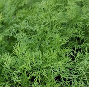 Dill Seeds, 500+ seeds - Organic Heirloom Dill Seeds from our Farm with Full Instructions for Easy Planting