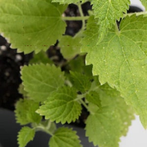 3 Organic Stinging Nettle live plants 3&quot;