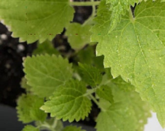 3 Organic Stinging Nettle live plants 3&quot;