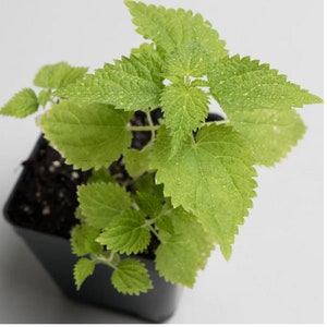 Organic Wild Stinging Nettle Plant - Urtica diorca - 1 Live Plant 3&quot;- Superfood