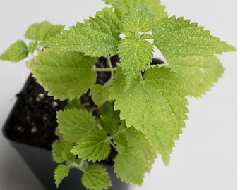 Organic Wild Stinging Nettle Plant - Urtica diorca - 1 Live Plant 3&quot;- Superfood