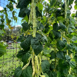Heirloom Organic Capitano Pole Beans, 50 Seeds| Heirloom from Romania