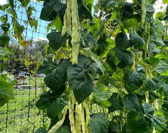 Heirloom Organic Capitano Pole Beans, 50 Seeds| Heirloom from Romania
