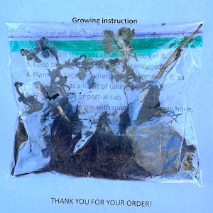 3 Organic Stinging Nettle Live Roots