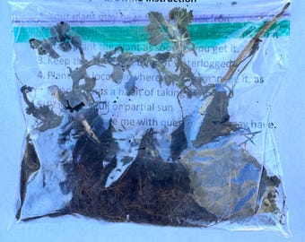 3 Organic Stinging Nettle Live Roots