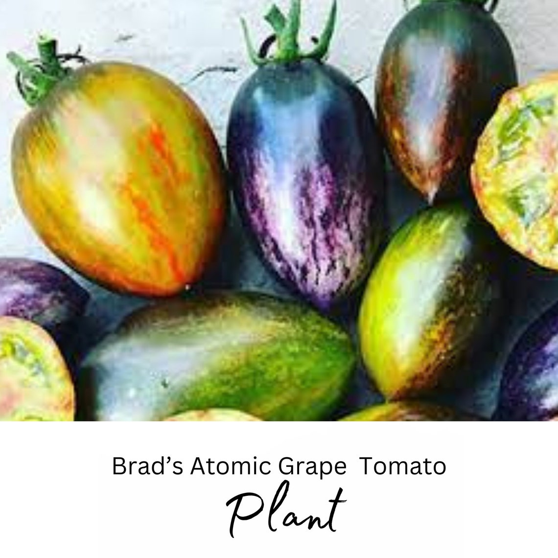 Brad's Atomic Grape Tomato Non GMO Rare Tomato Live Etsy