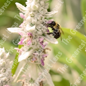 Bee | Photography | Print | Nature | Digital | Download | Garden | Insect | Wall | Art | Pollinator | Photo | Rustic | Decor