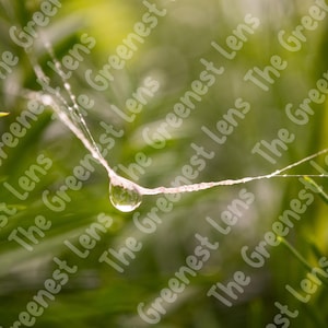 May include: A macro shot of a spider's web with a single water droplet hanging from it. The web is fine and fragile, set against a blurred backdrop of green leaves. The droplet is transparent and reflects the surrounding greenery.
