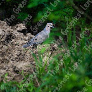 Wildlife Photography | Picture Of Bird | Landscape Photo | Park Photo | Morning Dove | Park Photography | Digital Download |  Wall Art