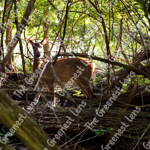 Deer Print | Wild Deer Photography | Modern Wall Art | Deer Wall Art | Nature Photo | Forest Printable Wall Art | Digital Download