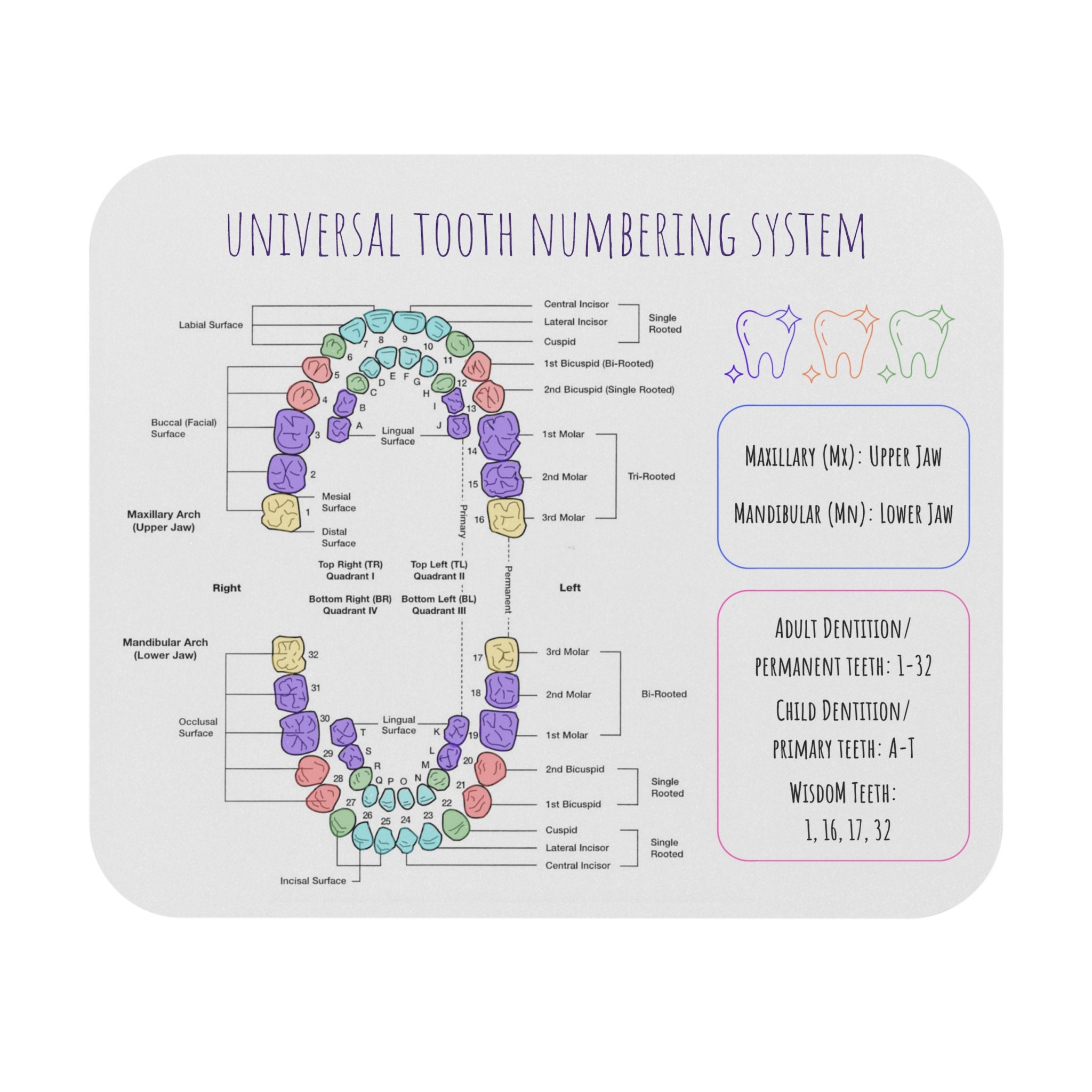 Universal And Palmer Tooth Number System Cheat Sheet Mouse Pad Universal And Palmer Tooth Number System Cheat Sheet Mouse Pad