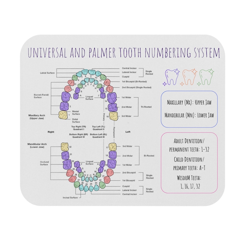 Universal and Palmer Tooth Number System Cheat Sheet Mouse Pad ...