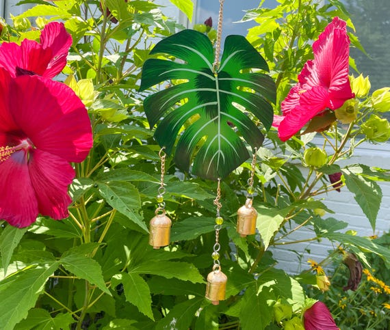 philodendron big leaves Philodendron 'Choco Empress' main image 0