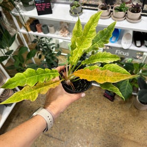 4 Philodendron Golden Serratum Marble
