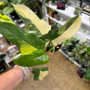 philodendron substrate AROID MIX 5L main image 0