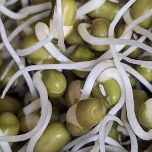 May include: Close-up of mung bean sprouts with white roots and green bean pods.