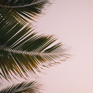 Pink Palms