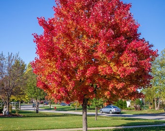 Red Maple Trees - live plants 3-4 feet