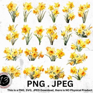 Daffodil Watercolor Clipart Bundle, Watercolor Daffodil, Daffodil PNG, Daffodil Clipart, Watercolor Clipart, Flower Bundle, Watercolor PNG