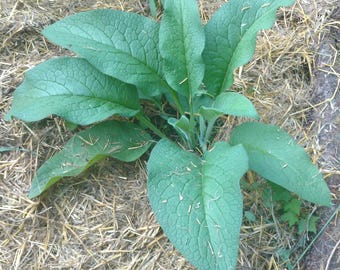 Comfrey Leaves- Organic
