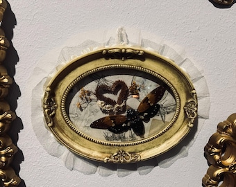 Zikade Entomologie Rahmen