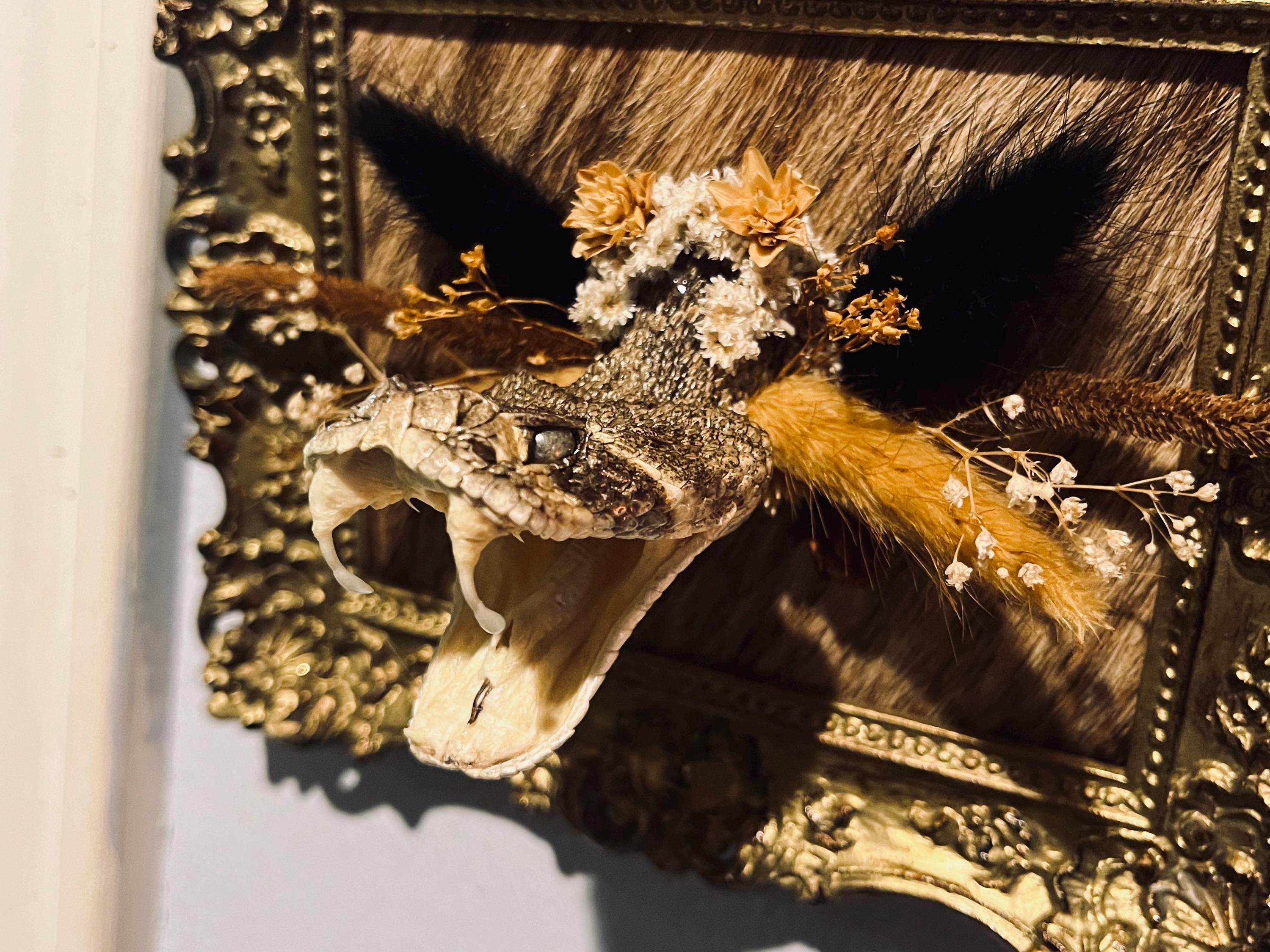 rattlesnake head taxidermy frame