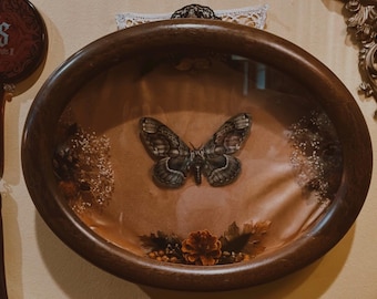 Motte Entomologie Bilderrahmen