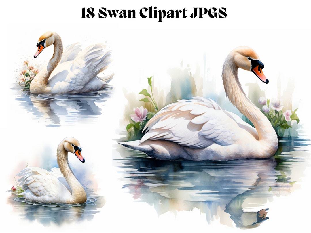 Watercolor Swan Clipart - 18 High Quality Jpgs - Journal Book ...