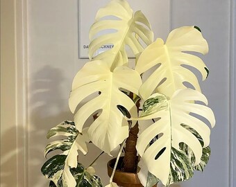 Monstera Albo Variegated Rooted Nodes Cutting, Monstera White Tiger Plant Rooted Nodes Cutting