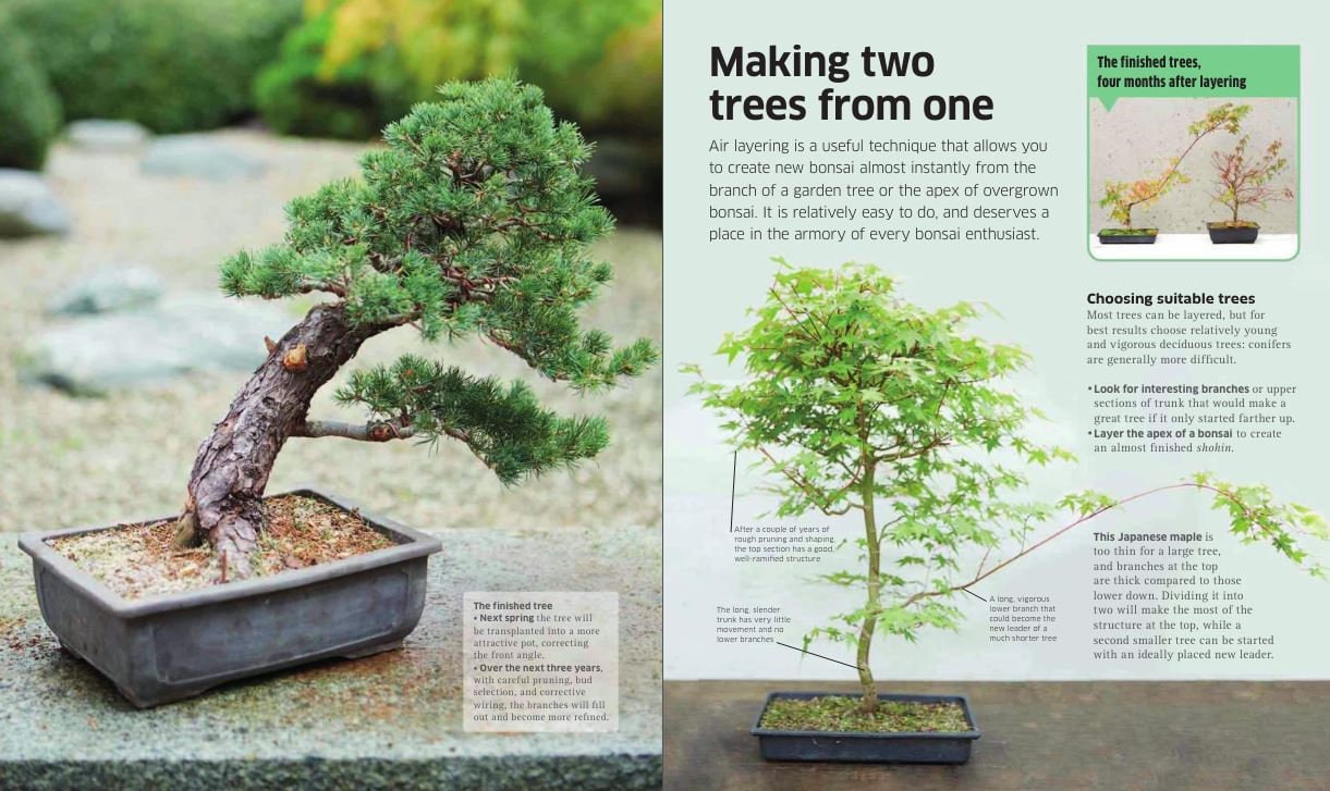 Bonsai-Baum-Anleitung: Schnitt, Formgebung und Pflege (PDF ebook) - Etsy  sterreich