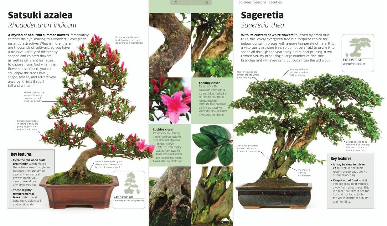 Bonsai-Baum-Anleitung: Schnitt, Formgebung und Pflege (PDF ebook) - Etsy  sterreich