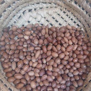 Argan kernels close up Moroccan edible argan nuts organic