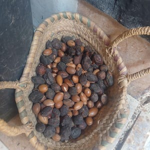 Raw argan nuts in basket Moroccan organic edible argan seeds