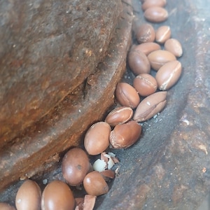 Argan seeds in stone grinder traditional oil making process