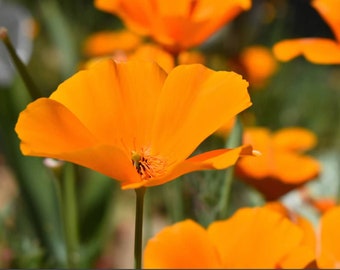 California poppies