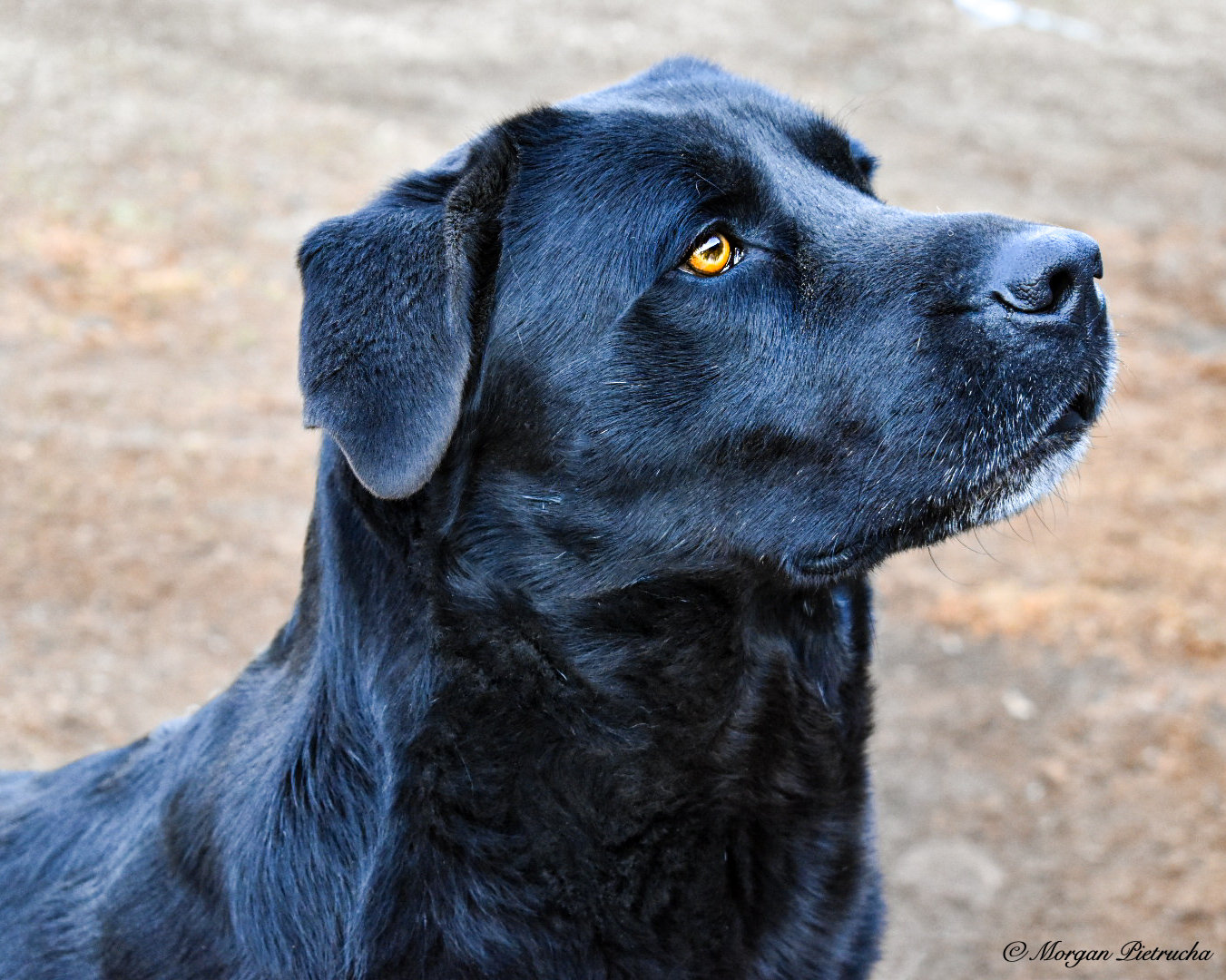 Black Lab - Etsy