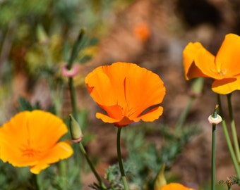 California poppies