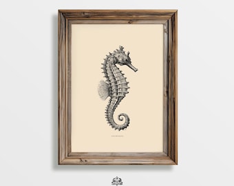 Seahorse Wall Art, Antique Natural History Lithograph Style