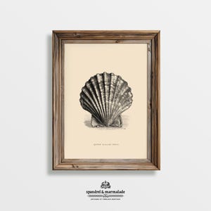 May include: A framed print with a detailed monochrome illustration of a Queen Scallop Shell. The artwork is set against a cream background and is encased in a rustic, wooden frame. The print includes the text "Queen Scallop Shell" and the artist's logo.
