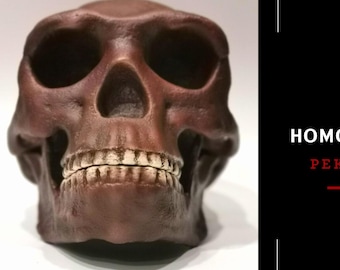 ホモ・ハイデルベルゲンシスの頭蓋骨レプリカ - Etsy 日本