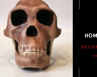 3Dプリントされたホモ・ハビリスの頭蓋骨レプリカ - リアルな