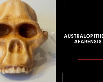 アウストラロピテクス・アフリカヌス、タウン・チャイルド、古代人類の